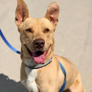 German Shepherd Dog and Mixed Breed Dogs Available for Adoption in Champaign, Illinois - Charlie | PetCurious