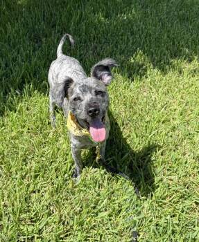 Teddy -  Mixed Breed Dog for Adoption in San Leon, Texas - Teddy | PetCurious