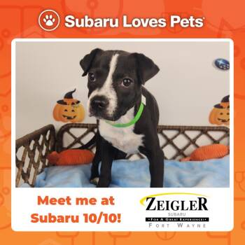 Sparkle -  Pit Bull Terrier Dog for Adoption in Fort Wayne, Indiana - Sparkle | PetCurious