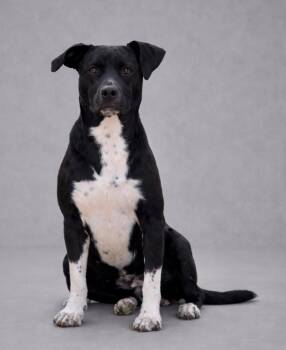 Mixed Breed Dogs Available for Adoption in Brookhaven, Mississippi - Emma 25 | PetCurious