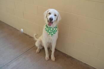 Noodlebop -  Great Pyrenees Dog for Adoption in Mckinney, Texas - Noodlebop | PetCurious