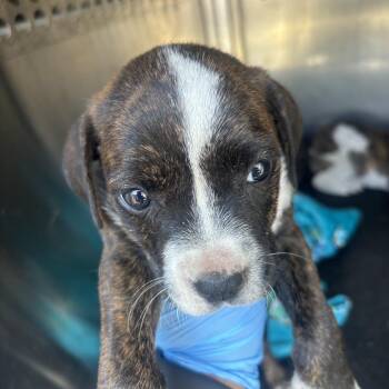 Luigi -  Pit Bull Terrier Dog for Adoption in Birmingham, Alabama - Luigi | PetCurious
