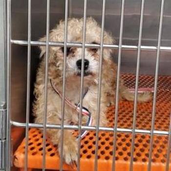 Yorkshire Terrier Dogs Available for Adoption - Tova | PetCurious