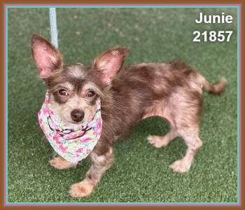 JUNIE -  Chihuahua and Terrier Dog for Adoption in Marietta, Georgia - JUNIE | PetCurious