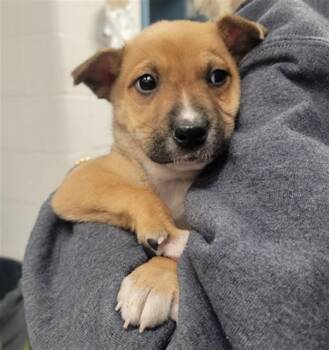 Australian Shepherd and Shiba Inu Dogs Available for Adoption in St. Louis, Missouri - FRENCH FRY | PetCurious