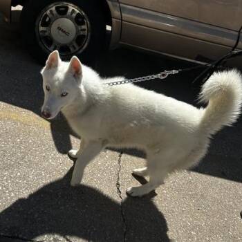 Skweezy 4 Real -  Mixed Breed Dog for Adoption in Davenport, Iowa - Skweezy 4 Real | PetCurious