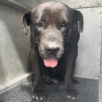Barbosa -  Pit Bull Terrier Dog for Adoption in Edinburg, Texas - Barbosa | PetCurious