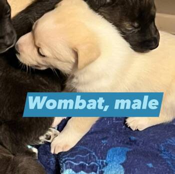 Pit Bull Terrier Dogs Available for Adoption - Wombat | PetCurious