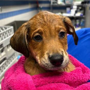 Stanley -  Mixed Breed Dog for Adoption in Spokane, Washington - Stanley | PetCurious