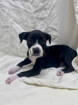 Athos -  American Bulldog Dog for Adoption in Madison, Georgia - Athos | PetCurious