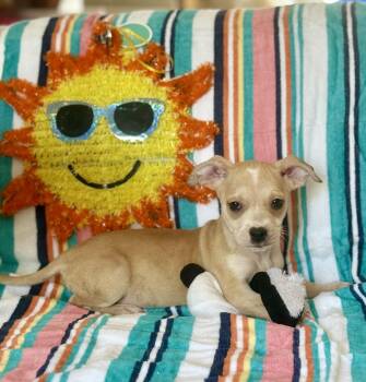 Fanta -  Dachshund Dog for Adoption in Hesperia, California - Fanta | PetCurious