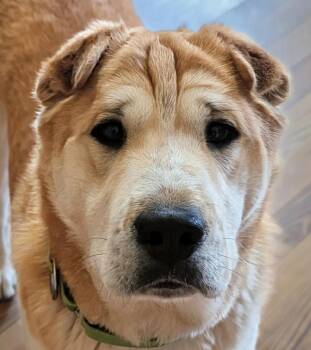 Shar Pei Dogs Available for Adoption in Cameron, North Carolina - Cowboy | PetCurious