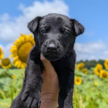 Phoenix -  German Shepherd Dog and Labrador Retriever Dog for Adoption in Spring Hill, Tennessee - Phoenix | PetCurious
