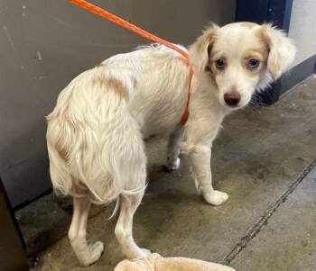 DREAM -  Chihuahua Dog for Adoption in Ontario, California - DREAM | PetCurious