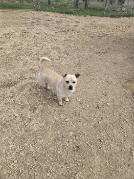 Terrier Dogs Available for Adoption in Maquoketa, Iowa - Montana | PetCurious
