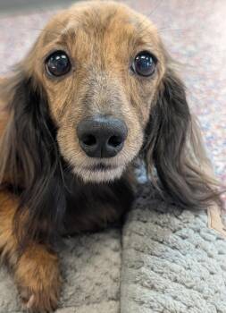 Nina in TN -  Dachshund Dog for Adoption in Shelbyville, Tennessee - Nina In TN | PetCurious