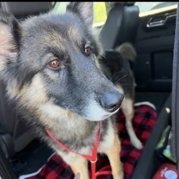 Rescue German Shepherd Dog Dogs for Adoption in Griffin, Georgia - Hope | PetCurious