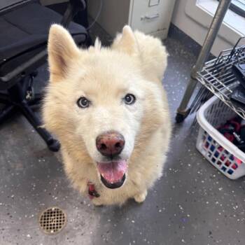 Mixed Breed Dogs Available for Adoption in Columbiana, Alabama - Crystal | PetCurious