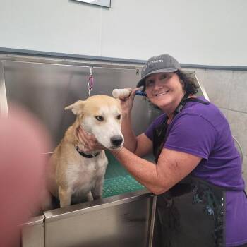 Rescue Husky and Shepherd Dogs for Adoption in St. Augustine, Florida - Quinn | PetCurious