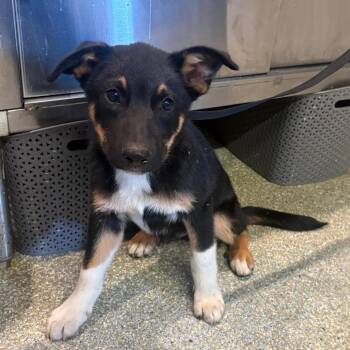 IVHS-Stray-140932 -  Shepherd and Cattle Dog Dog for Adoption in San Gabriel, California - IVHS-Stray-140932 | PetCurious