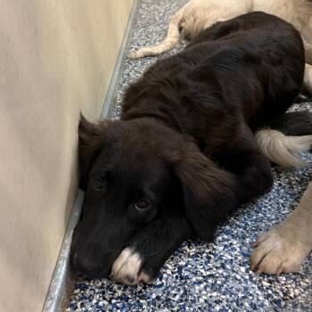 Mandy -  Black Labrador Retriever and Border Collie Dog for Adoption in Binghamton, New York - Mandy | PetCurious
