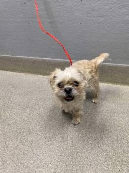 BROWNIE BATTER -  Shih Tzu Dog Available for Adoption in Las Vegas, Nevada - BROWNIE BATTER | PetCurious