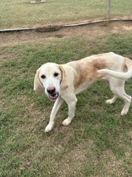 Rescue Hound Dogs for Adoption in Senatobia, Mississippi - Fred | PetCurious
