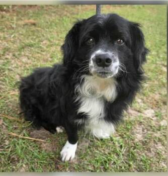 Cavalier King Charles Spaniel and Border Collie Dogs Available for Adoption - Ollie | PetCurious