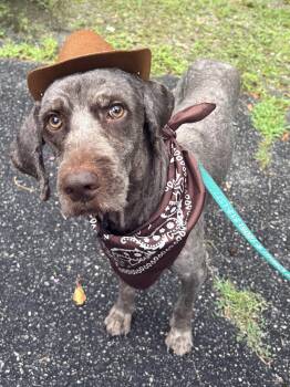 CHOCOLATE -  Labradoodle Dog for Adoption in Fosters, Alabama - CHOCOLATE | PetCurious