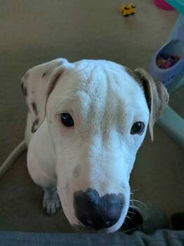 Rescue Mixed Breed Dogs for Adoption in Grafton, Massachusetts - Reggie | PetCurious