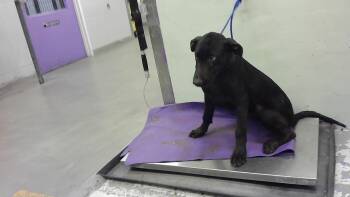 Labrador Retriever and Mixed Breed Dogs Available for Adoption in Houston, Texas - A2069414 | PetCurious