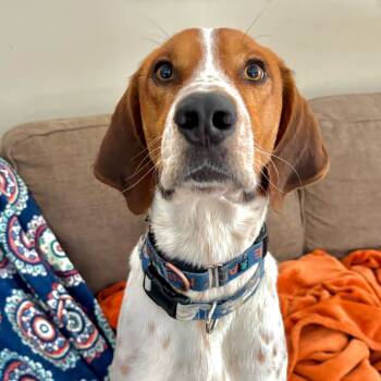 Rescue Coonhound Dogs for Adoption in Glenfield, New York - Baylor | PetCurious