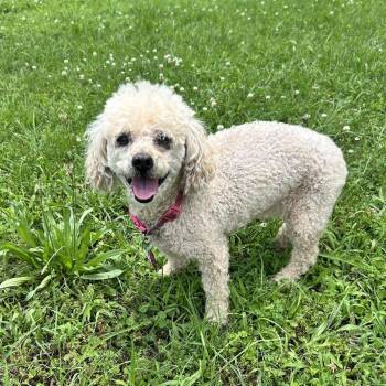 Gigi -  Miniature Poodle Dog for Adoption in Huntsville, Alabama - Gigi | PetCurious