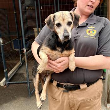 Beagle Dogs Available for Adoption in Chicago, Illinois - Harriette | PetCurious