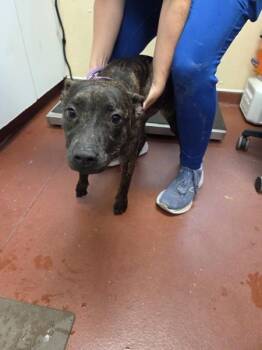 Ella -  Pit Bull Terrier Dog for Adoption in Salisbury, Maryland - Ella | PetCurious