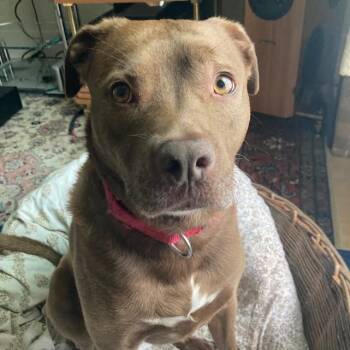 Rescue Labrador Retriever Dogs for Adoption in South Elgin, Illinois - Rex | PetCurious