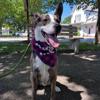 Erik -  Mixed Breed Dog for Adoption in Groveland, Massachusetts - Erik | PetCurious