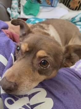 Rescue Chihuahua Dogs for Adoption in Rathdrum, Idaho - Penny | PetCurious