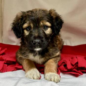 Mixed Breed Dogs Available for Adoption - Nikki  | PetCurious