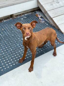 Roo -  Mixed Breed Dog for Adoption in Charleston, South Carolina - Roo | PetCurious