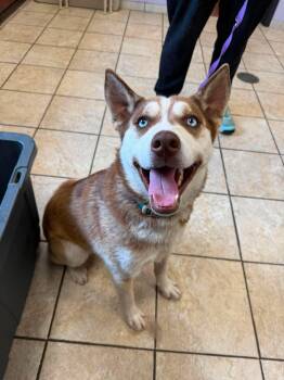 Siberian Husky Dogs Available for Adoption in Fort Wayne, Indiana - Keaton | PetCurious