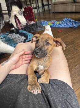 Bea -  Black Mouth Cur Dog for Adoption in Plano, Texas - Bea | PetCurious