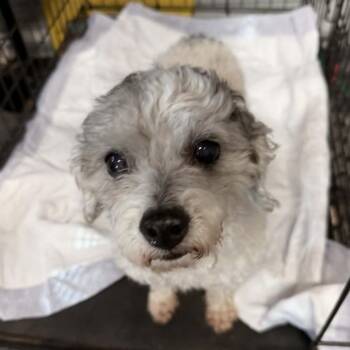 Poodle and Mixed Breed Dogs Available for Adoption in Eastford, Connecticut - CT Mavii | PetCurious