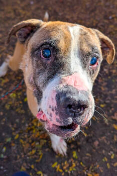 Rescue Mixed Breed Dogs for Adoption in Cincinnati, Ohio - Willbur | PetCurious