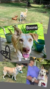 Rescue Husky and Yellow Labrador Retriever Dogs for Adoption in Jackson, Tennessee - BOONE | PetCurious