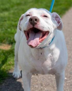 Hamm -  English Bulldog and English Setter Dog for Adoption in Pequot Lakes, Minnesota - Hamm | PetCurious