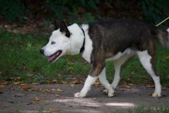 Clark -  Mixed Breed Dog for Adoption in West Chester, Pennsylvania - Clark | PetCurious
