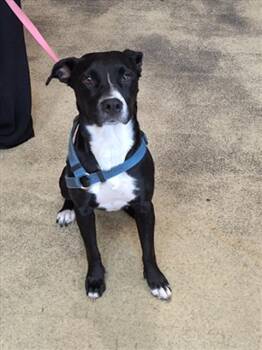 Rescue Pit Bull Terrier and Mixed Breed Dogs for Adoption in Hagerstown, Maryland - DEITY | PetCurious