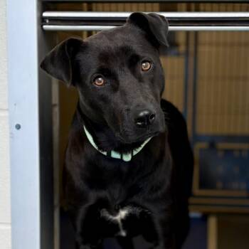 Black Labrador Retriever Dogs Available for Adoption in Marshall, Texas - Dove | PetCurious