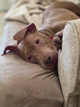 MiMi and Duchess (sweet, house-trained, bonded pair) -  American Staffordshire Terrier and Labrador Retriever Dog for Adoption in Audubon Park, Kentucky - MiMi And Duchess (sweet, House-trained, Bonded Pair) | PetCurious